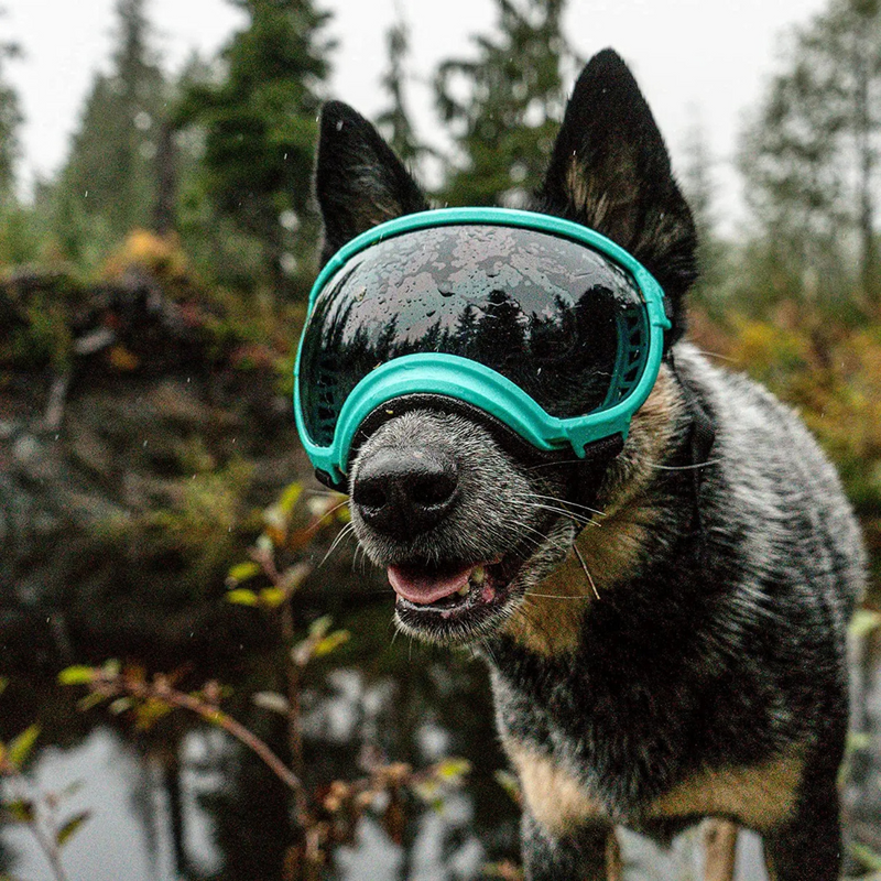 Óculos De Sol Pet com Proteção UV para Passeios e Praia