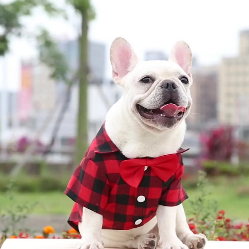 Camiseta Xadrez Pet Roupinha com Gravata Festa Junina para Cachorros