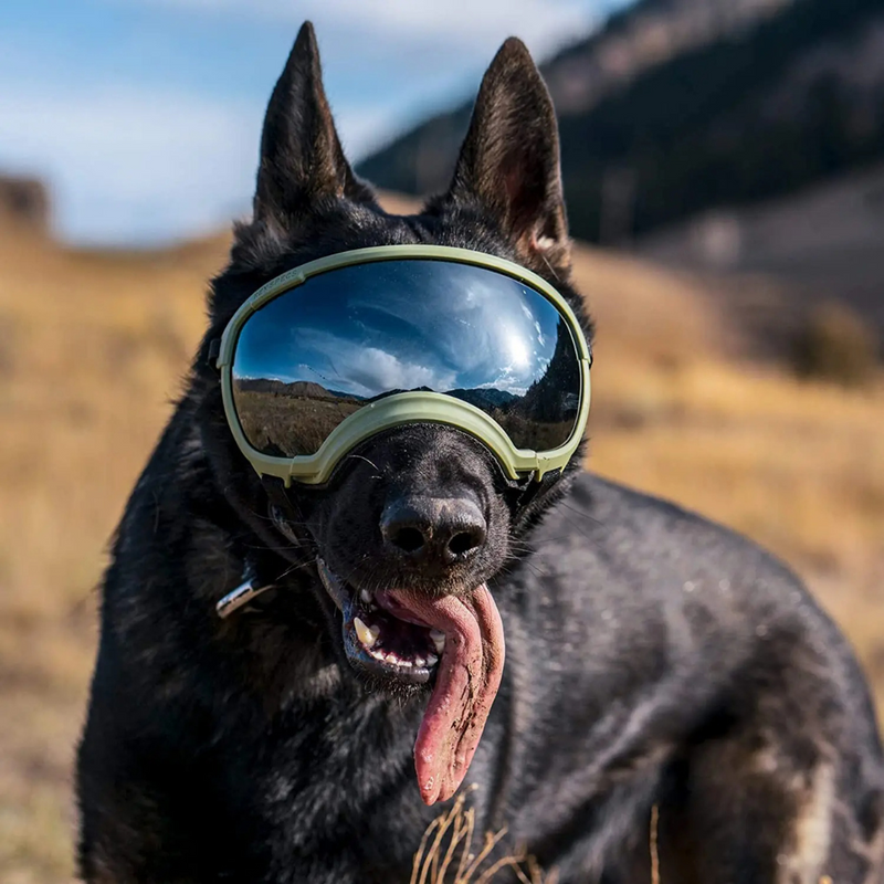 Óculos De Sol Pet com Proteção UV para Passeios e Praia