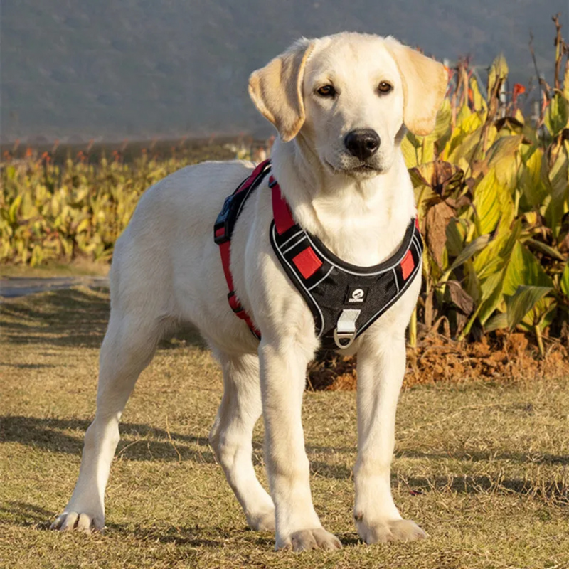 Peitoral Coleira Ajustável para Cães