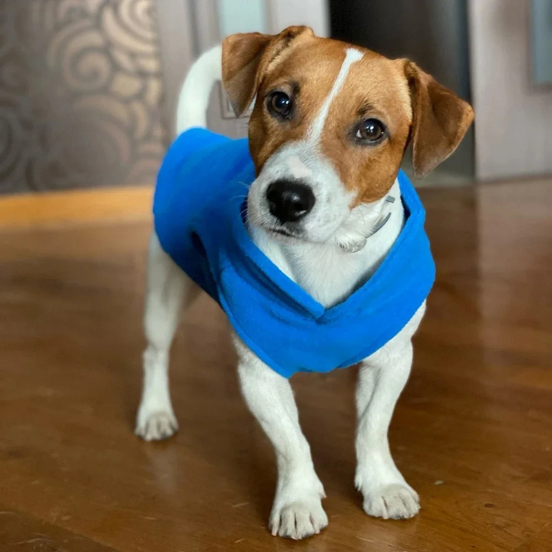 Casaco Colete Suéter de Lã para Dachshund Salsichinha Buldogue Pug