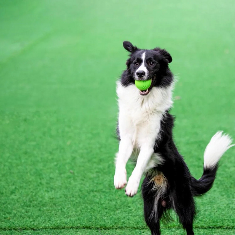 Bola Resistente Mastigável para Cachorros