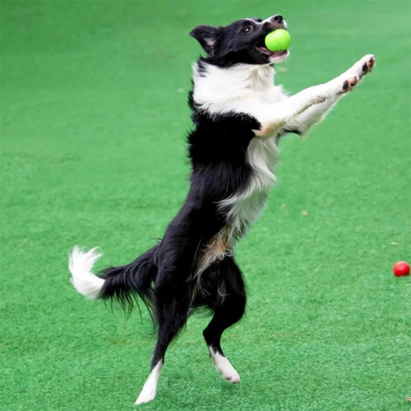 Bola Resistente Mastigável para Cachorros