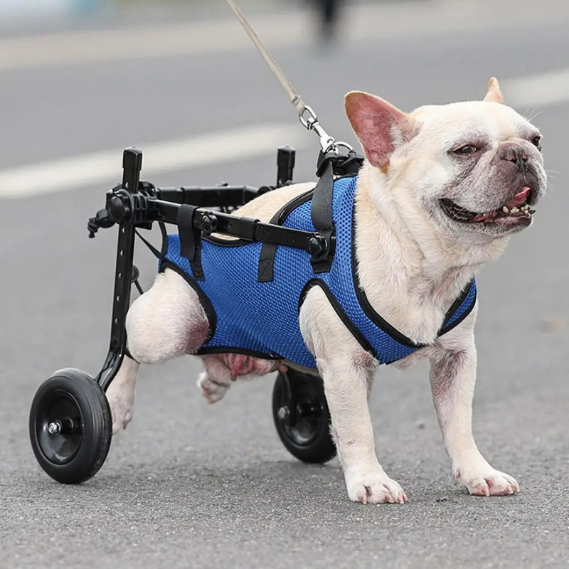 Cadeira de Rodas Pet Ajustável para Patas Traseiras