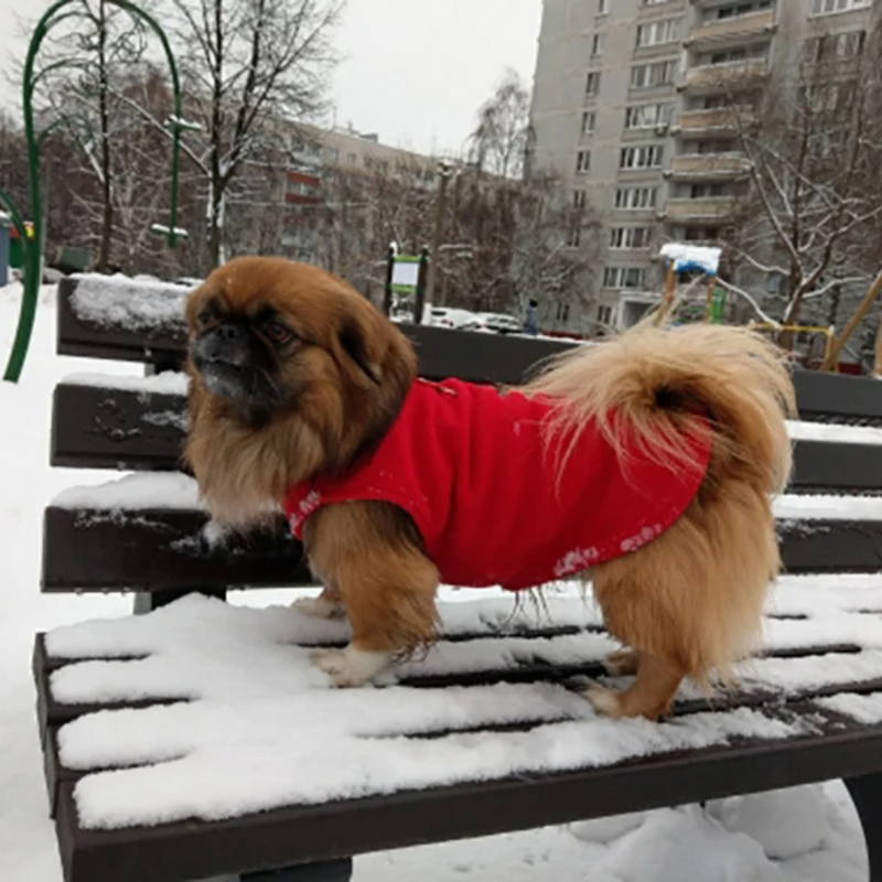 Casaco Colete Suéter de Lã para Dachshund Salsichinha Buldogue Pug