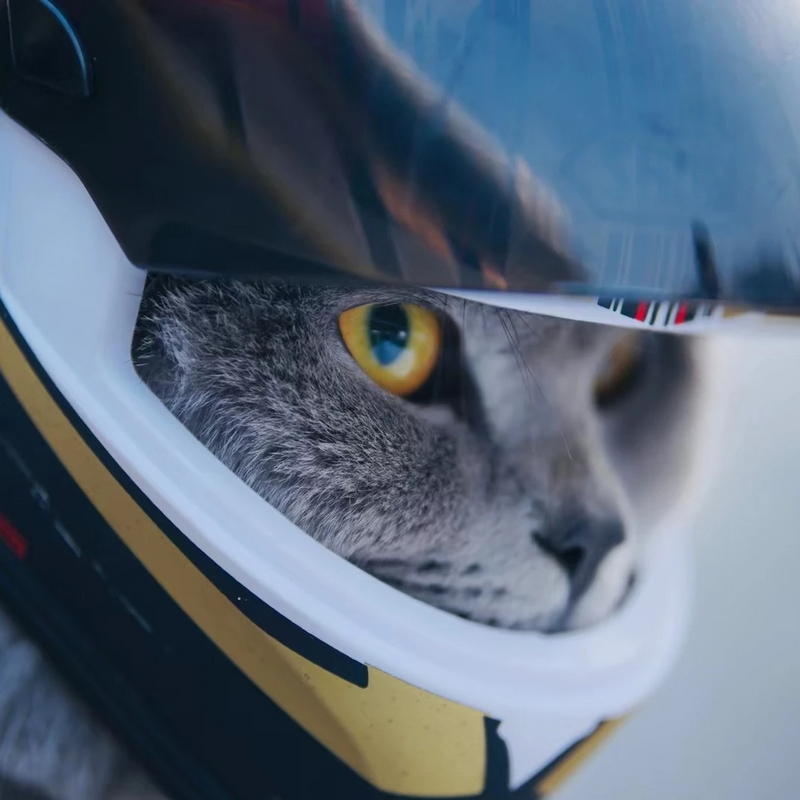 Capacete de Motocicleta para Cachorros e Gatos