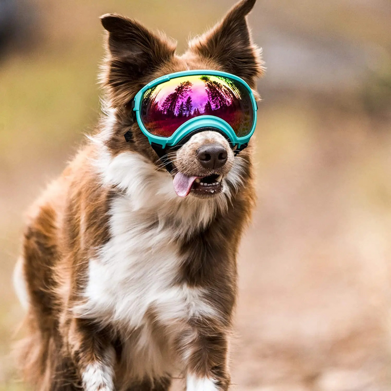 Óculos De Sol Pet com Proteção UV para Passeios e Praia