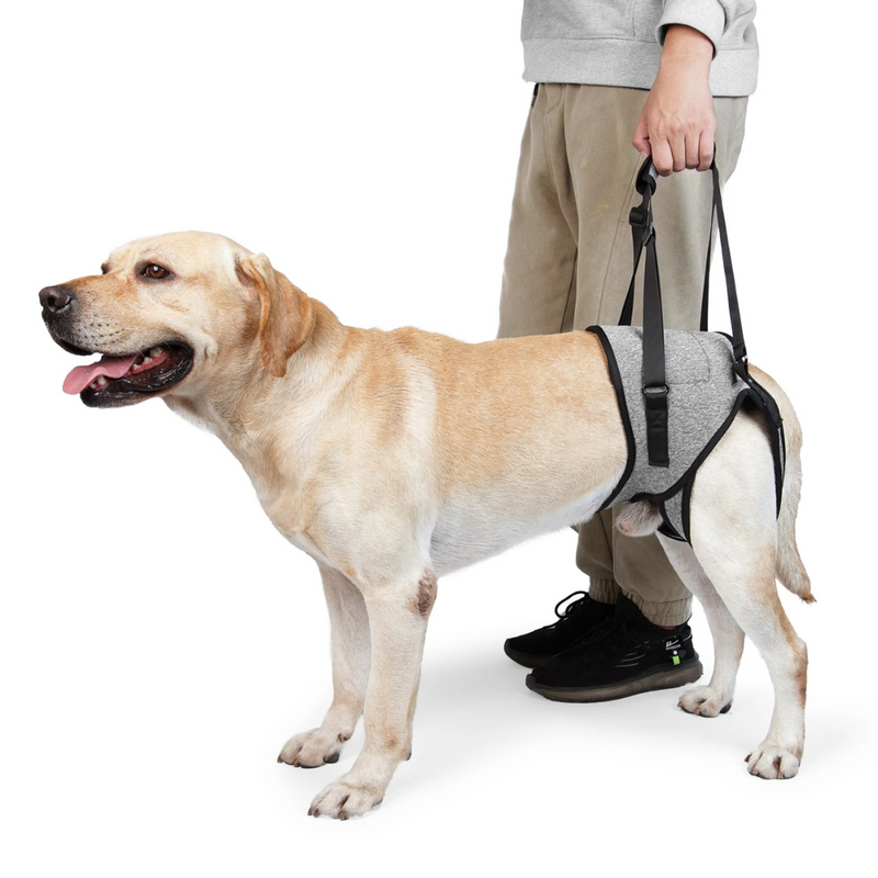 Suporte Auxiliar Sling para Cães com Dificuldade de Andar Displasia Deficiência