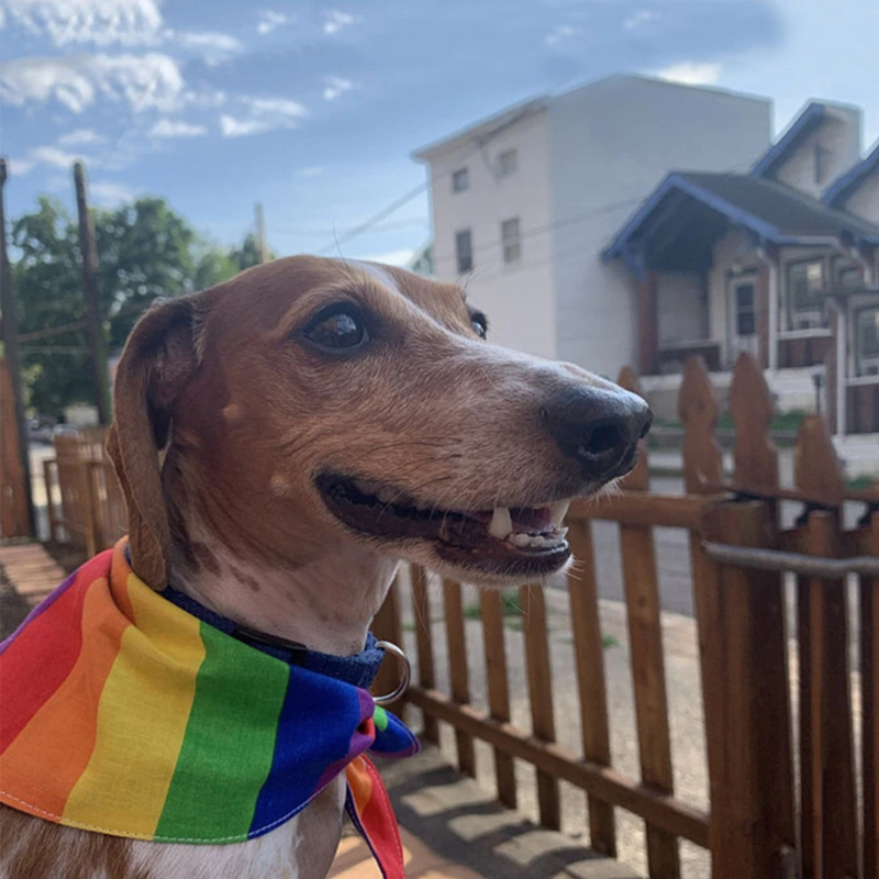 Bandana Lenço Pet Arco Iris para Cachorros