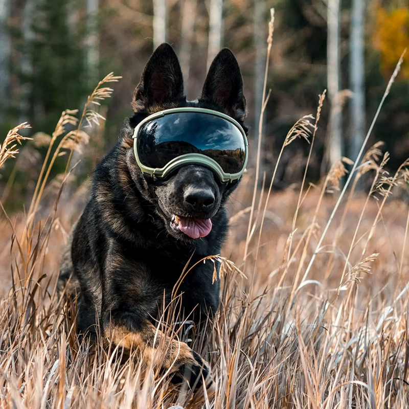 Óculos De Sol Pet com Proteção UV para Passeios e Praia