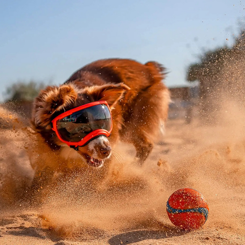 Óculos De Sol Pet com Proteção UV para Passeios e Praia