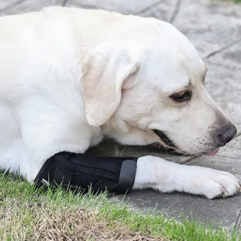 Bandagem Protetora de Articulação para Joelhos e Cotovelos de Cachorros