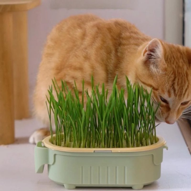 Vasinho de Plantas Hidropônicas Cultivo em Casa para Gatos