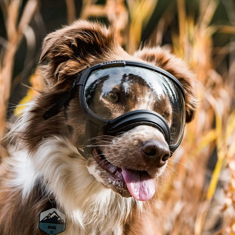 Óculos De Sol Pet com Proteção UV para Passeios e Praia