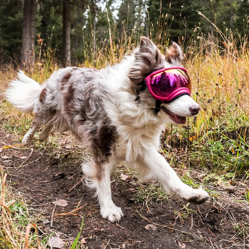 Óculos De Sol Pet com Proteção UV para Passeios e Praia