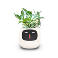 Vaso Inteligente Plantador Tuya Ivy Chip AI