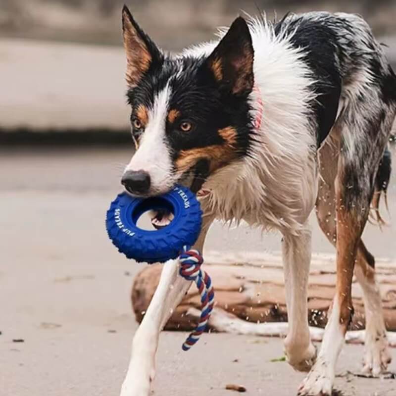 Brinquedo interativo para cachorro com pneu de borracha, brinquedo para dentição e mastigação