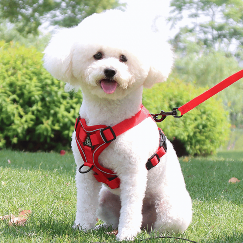 Peitoral Reforçado + Guia Grátis para Cães